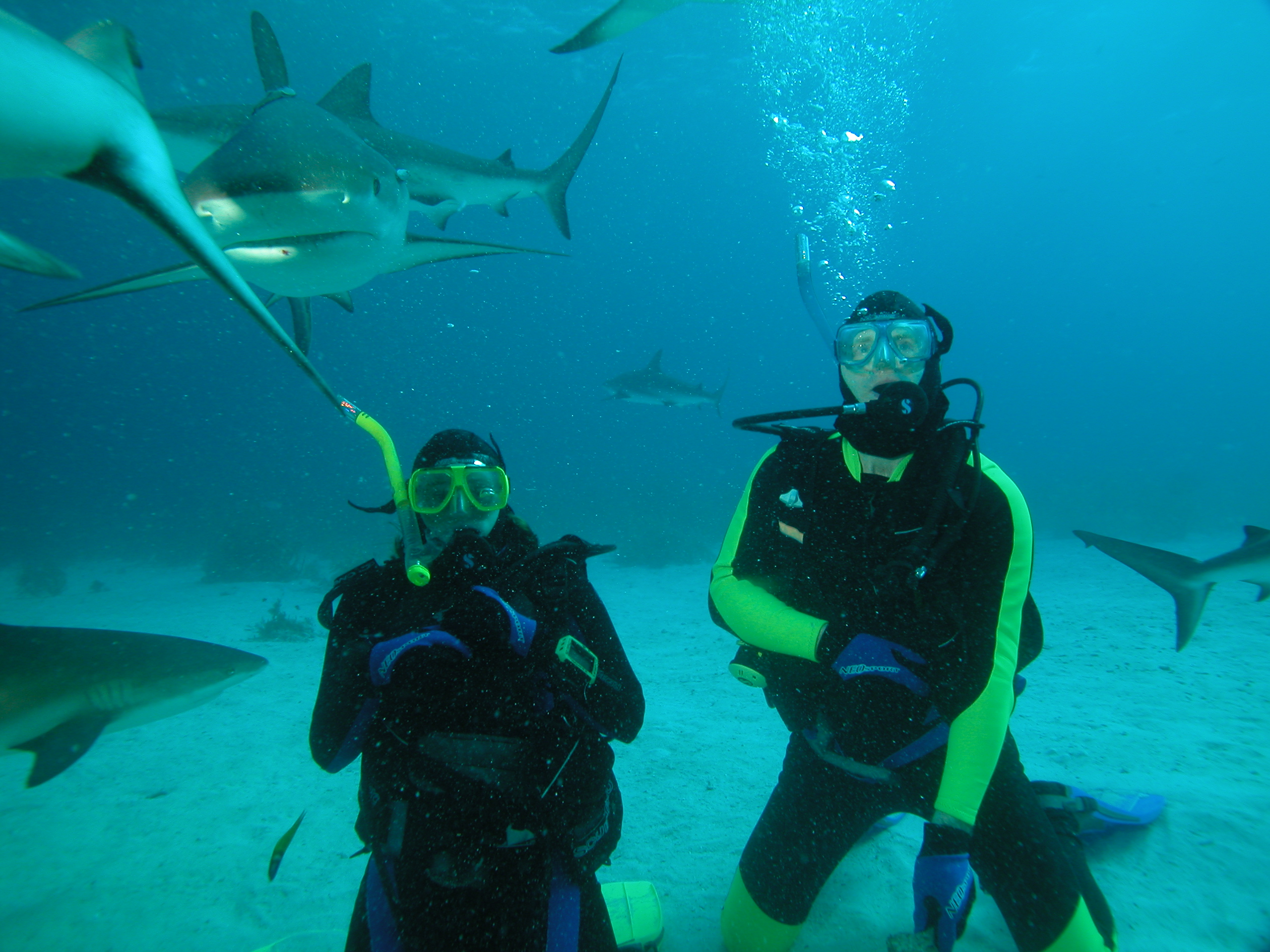 Yancey Williams scuba diving among reef sharks